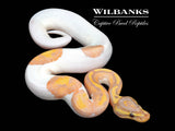 Banana Pied Ball Python ♂ '26