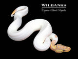 Banana Pied Ball Python ♂ '26