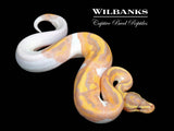 Banana Pied Ball Python ♂ '26