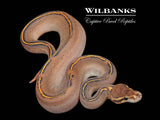 Black Pastel Freeway Ball Python ♂ '26