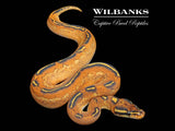 Orange Dream Freeway Ball Python ♀ '26