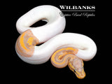 Banana Leopard Pied Ball Python ♂ '26