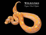 Banana Cinnamon Enchi Yellow Belly Ball Python ♂ '26