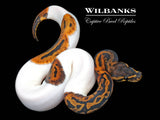 Leopard Pied Ball Python ♀ '26