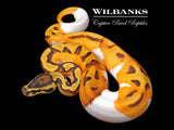 Orange Dream Enchi Pied Ball Python ♀ '26