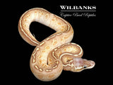 Pastel Butter Sunset Ball Python ♀ '26
