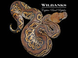 Blackhead GHI Clown Ball Python ♂ '26