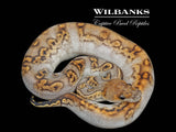 GHI Huffman Sugar Clown Ball Python ♀ '26