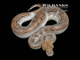 Blackhead GHI Huffman Sugar Clown Ball Python ♀ '26