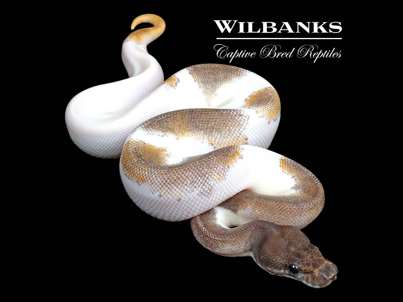 Blackhead Mojave Pied 66% PH Clown Ball Python ♂ '25