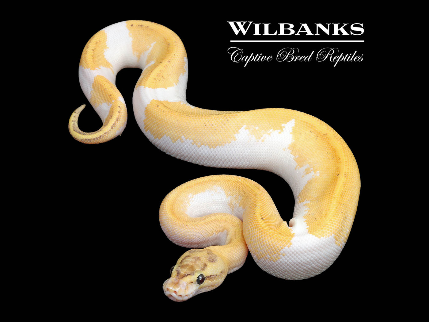 Puma Pied Ball Python ♀ '25