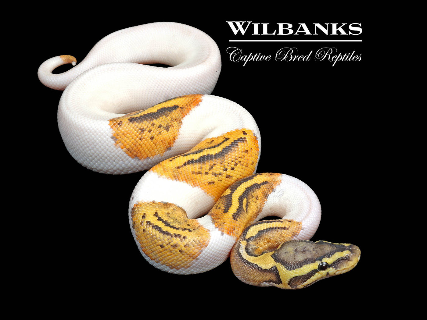 Pastel Ghost Pied Ball Python ♂ '25