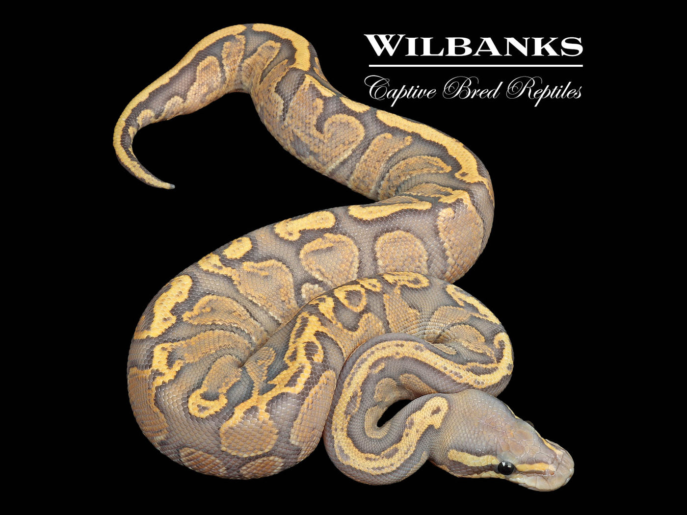 GHI Ghost Ball Python ♀ '25
