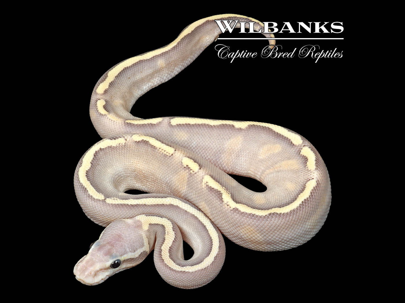 Mojave GHI FireFly Ghost Ball Python ♂ '25