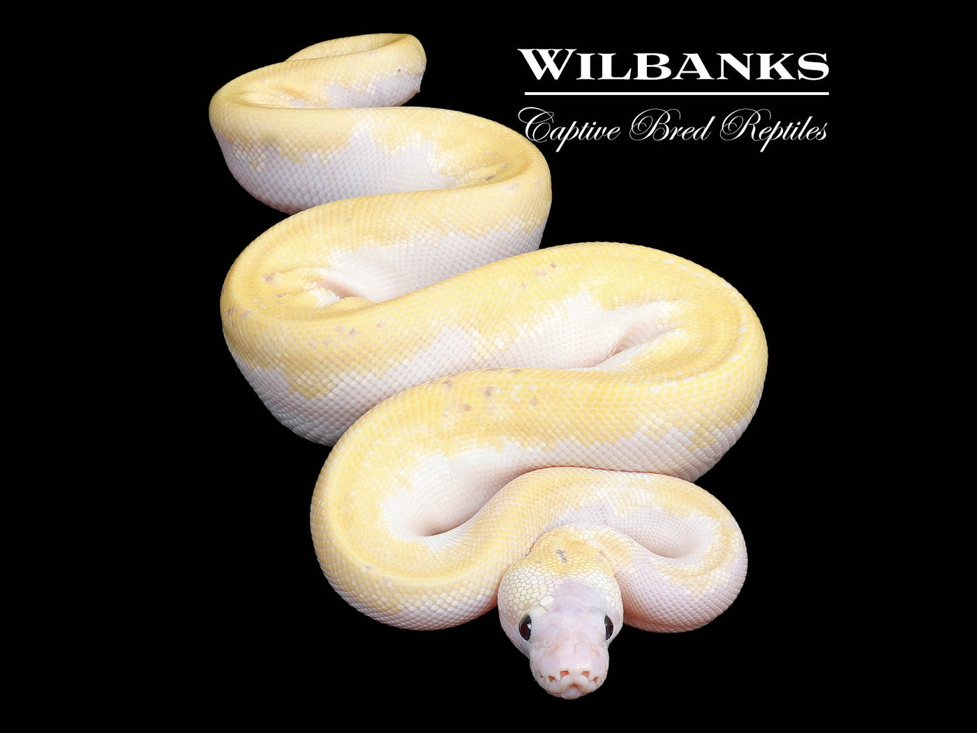 Enchi Leopard Super Fire Pastel Ball Python ♀ '25