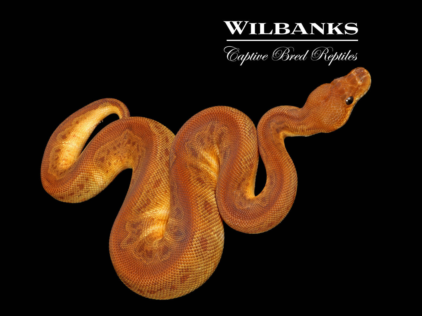 Sunset Clown Ball Python ♂ '25