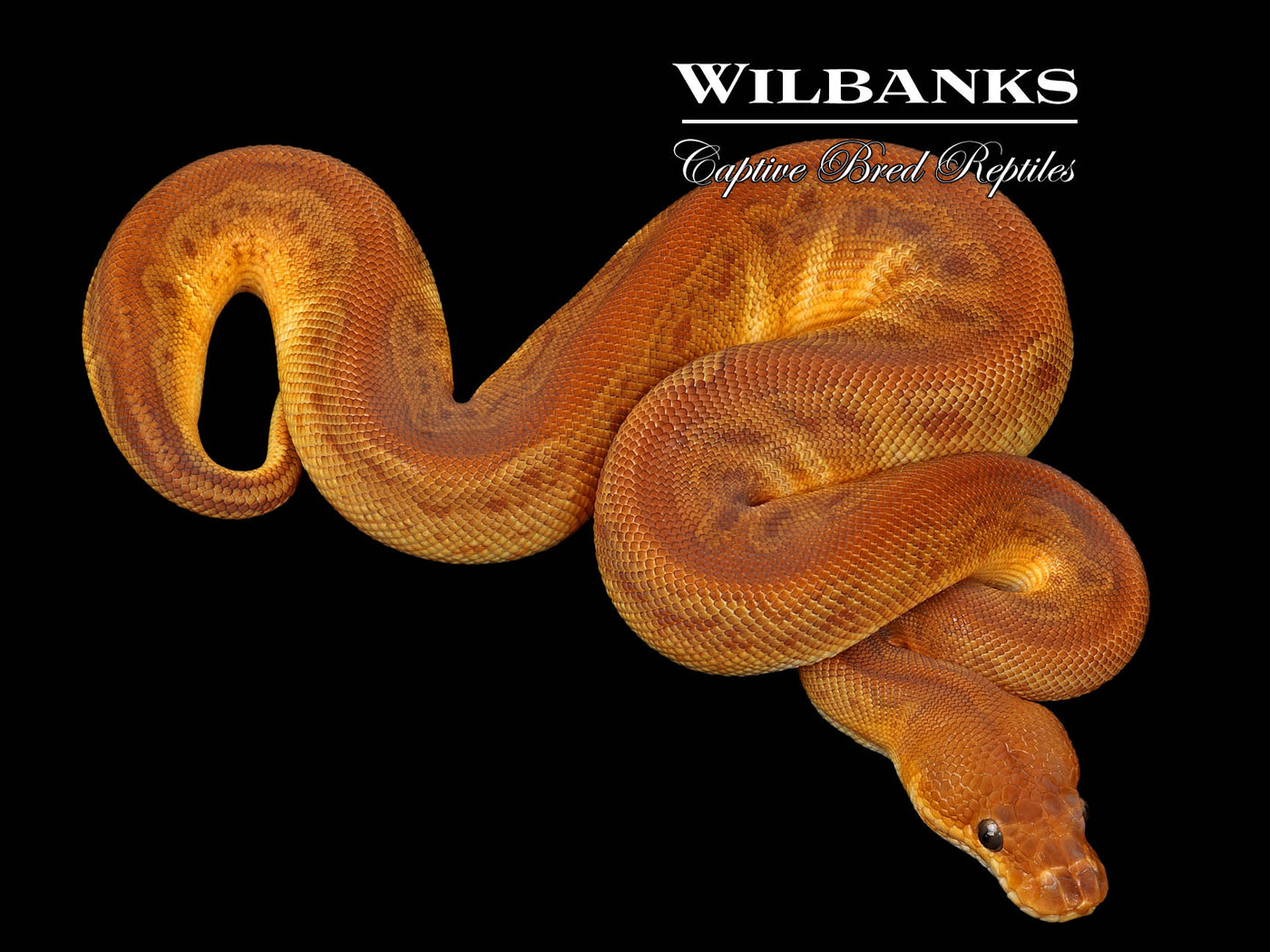 Sunset Clown Ball Python ♂ '25