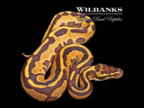Leopard Blackhead Spotnose Fire Enchi Ball Python ♂ '25