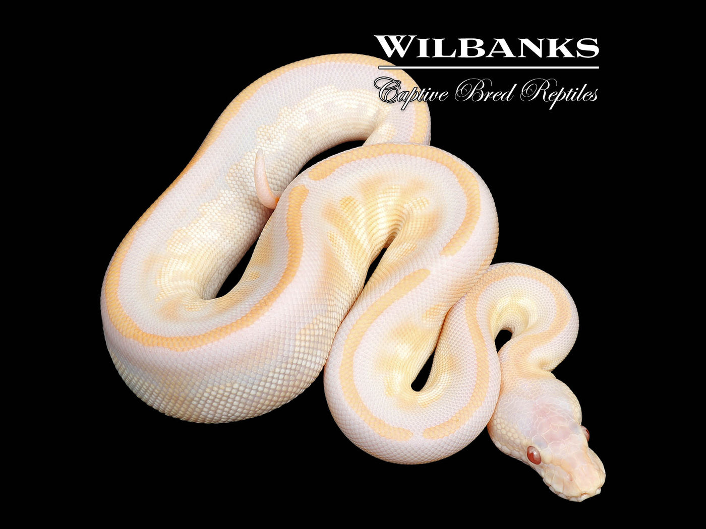 Lavender Blackhead Pewter Ball Python ♀ '25