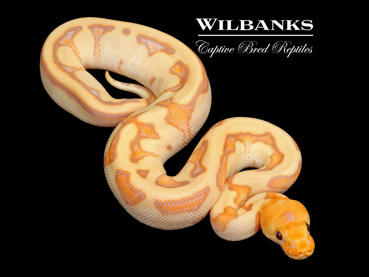 Genetic Stripe Clown Banana Ball Python ♀ '25