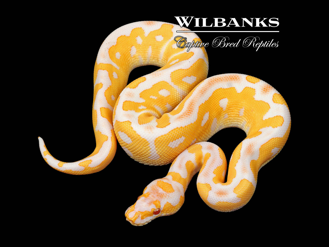 Grail (Lavender Clown) Ball Python ♂ '25