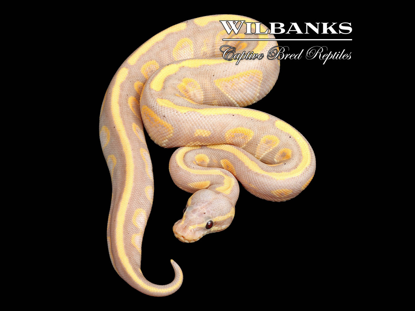 Stranger Banana Ball Python ♀ '25