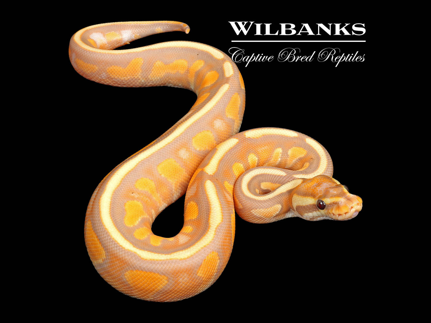 Banana Cinnamon Enchi Yellow Belly Ball Python ♂ '25