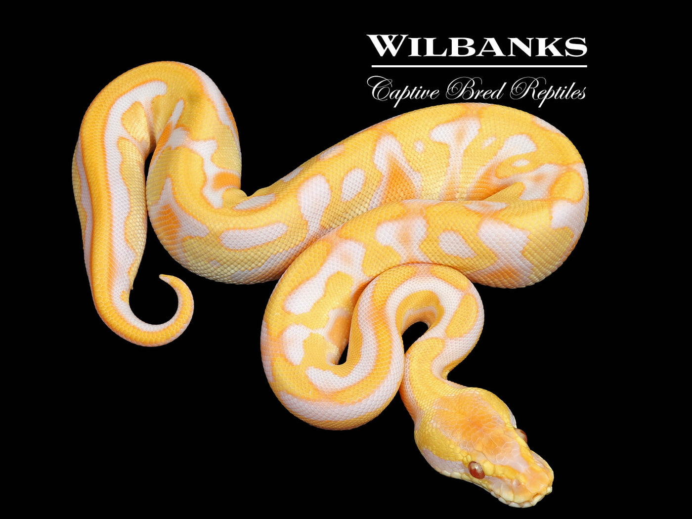 Enchi Lavender Albino Leopard Cypress Ball Python ♀ '25