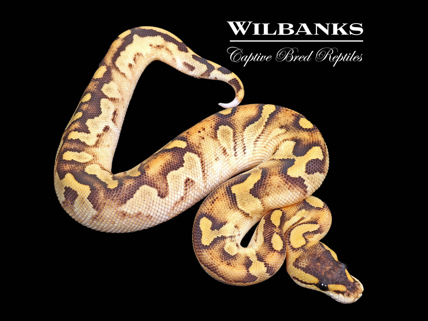 Blackhead Champagne Fire Enchi Ball Python ♀ '25