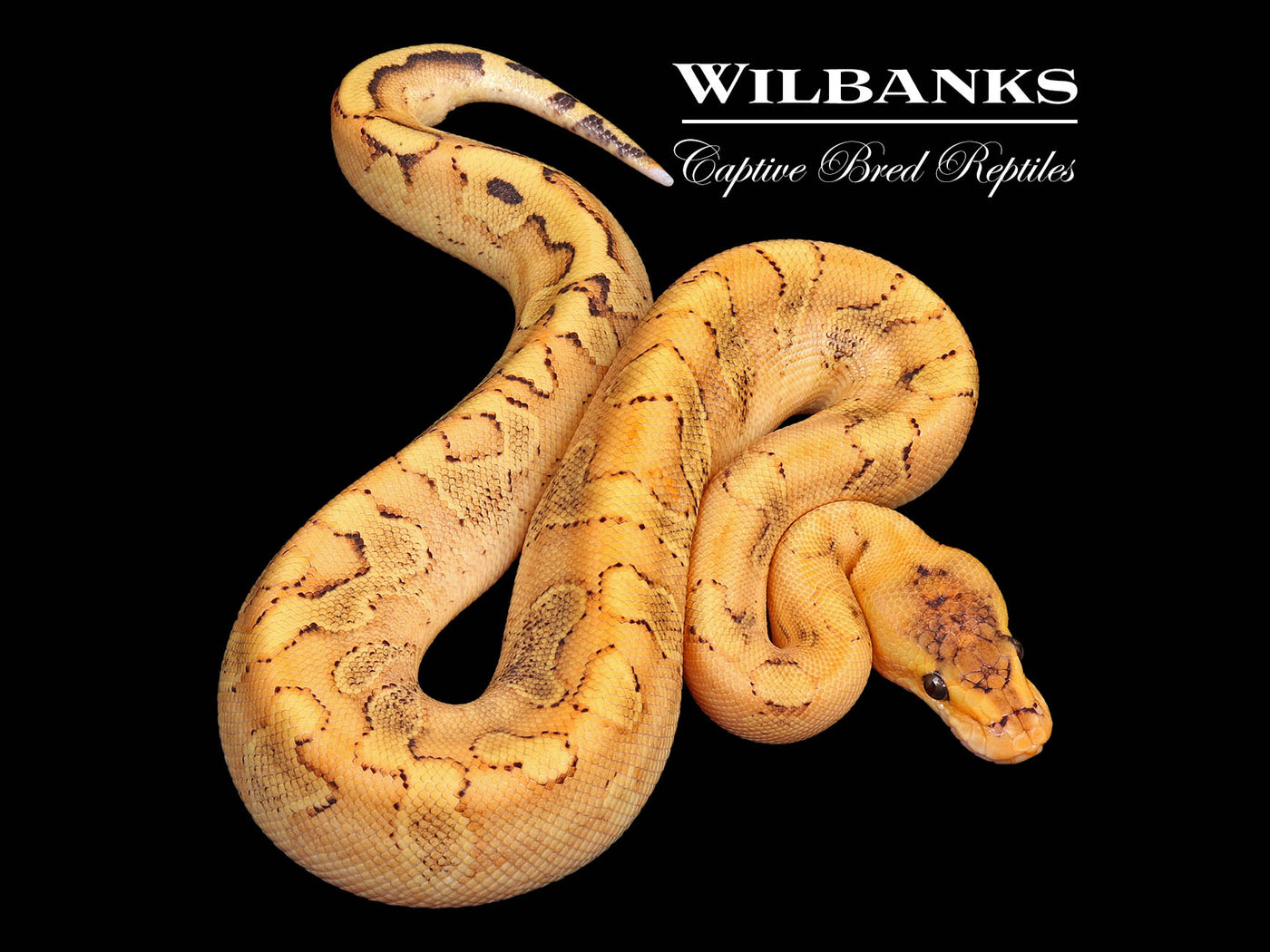 Champagne Enchi Yellow Belly 100% Orange Crush Ball Python ♂ '25