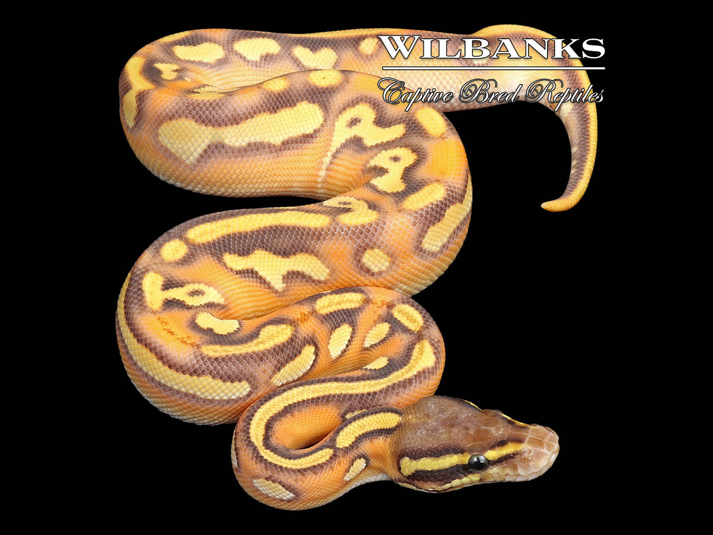 Orange Dream Black Head Mojave Enchi Yellow Belly Ball Python ♂ '25