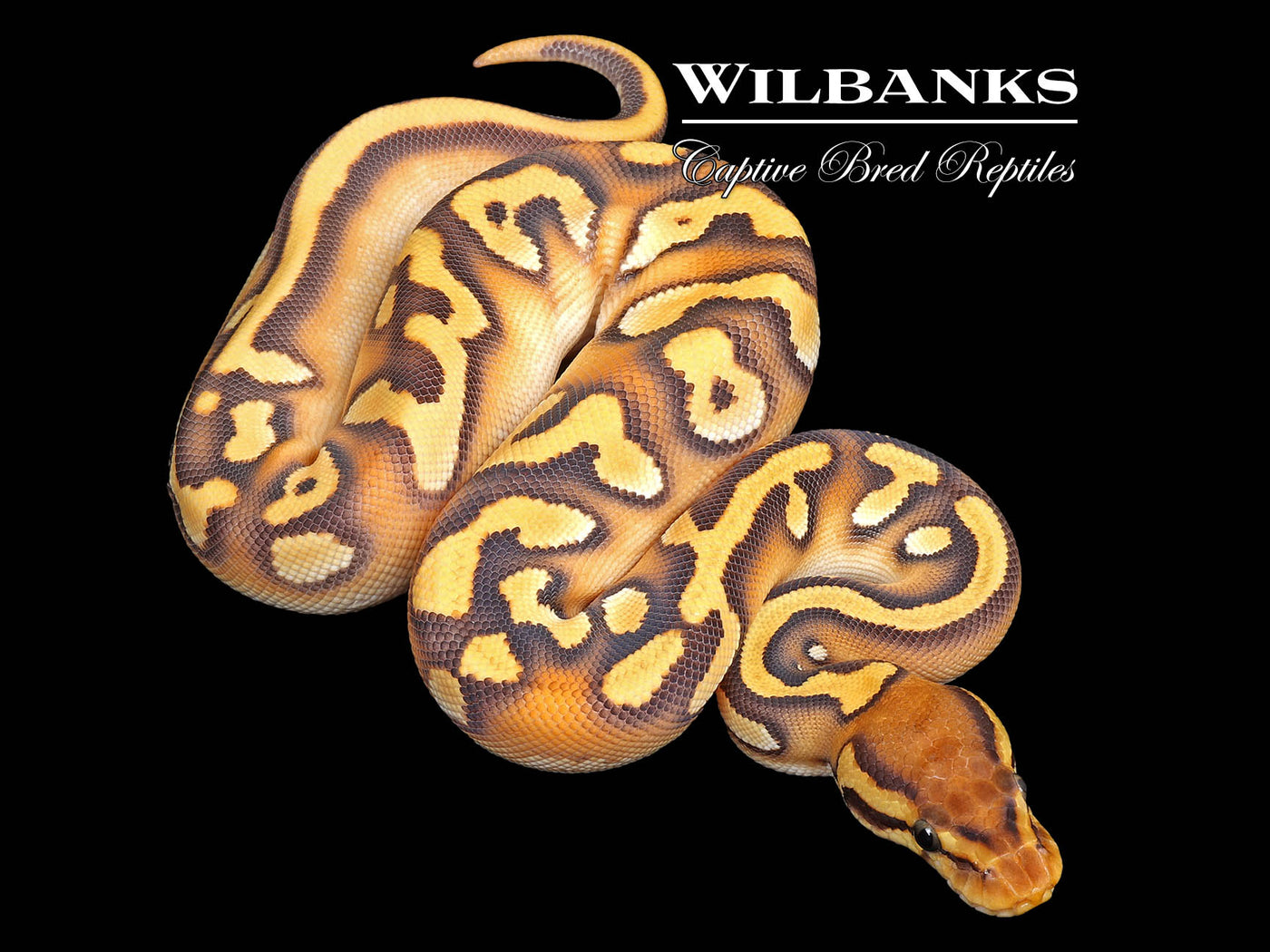 Super Orange Dream Yellow Belly Mojave Enchi Ball Python ♀ '25