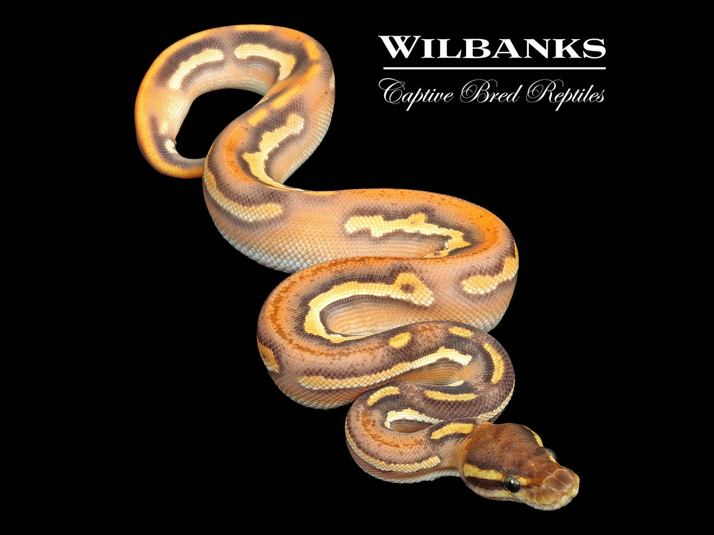 Black Pastel Orange Dream Black Head Mojave Enchi Yellow Belly Ball Python ♂ '25