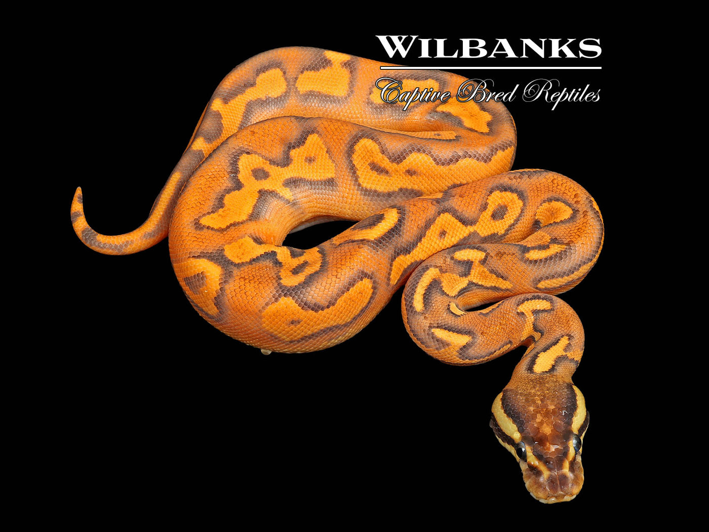 Super Orange Dream Black Pastel Blackhead Fire Yellow Belly Ball Python ♀ '25
