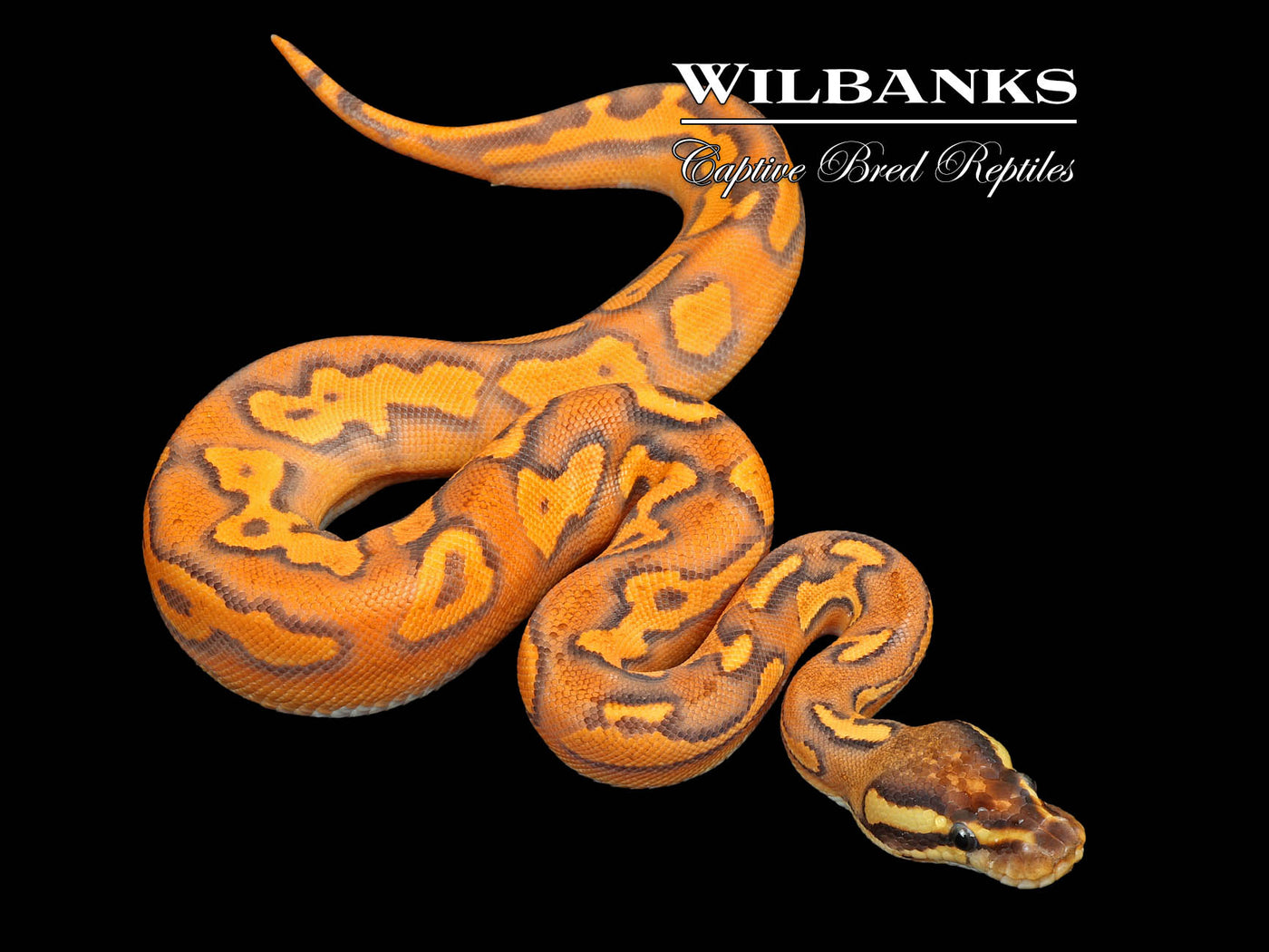 Super Orange Dream Black Pastel Blackhead Fire Yellow Belly Ball Python ♀ '25