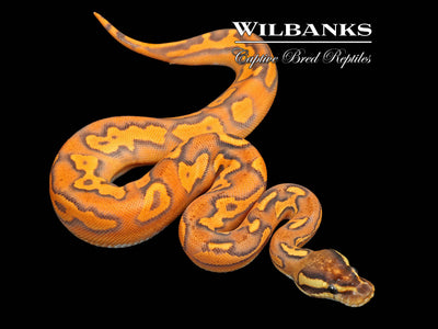 Super Orange Dream Black Pastel Blackhead Fire Yellow Belly Ball Python ♀ '25