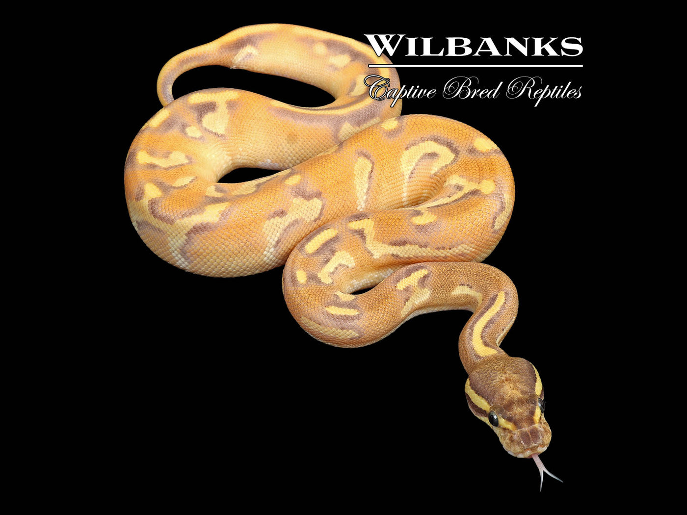 Orange Dream Blackhead Enchi Fire Yellow Belly Ball Python ♀ '25