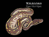 Blackhead Leopard Butter Ball Python ♂ '26