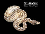 FireFly Mojave Cinnamon Ball Python ♂ '26