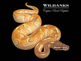 Blackhead Fire Mojave Enchi Yellow Belly Ball Python ♂ '26
