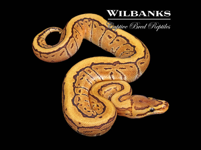 Fire Pinstripe 100% Het. Clown Ball Python ♂ '26