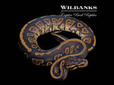 Mahogany Sable Ball Python ♂ '26