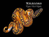 Blackhead Enchi Pied Ball Python ♂ '26