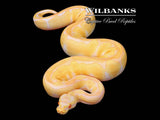 Albino Pastel Enchi Ball Python ♀ '26