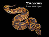 Super Enchi Leopard 100% Het. Clown Ball Python ♀ '26