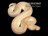 Nuclear Blackhead Clown Ball Python  ♀ '26