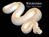 Cypress Nuclear Cinnamon Clown Ball Python ♂ '26