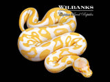 Albino Leopard Ball Python ♀ '26