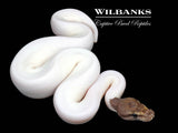 Mojave Cinnamon Pied Ball Python ♀ '26