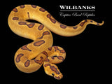 Super Enchi Clown Ball Python ♀ '26
